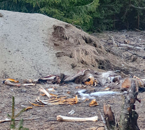 Tords björn skafferi